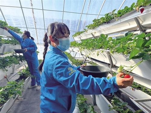 红古区 抓实党建引领，激发乡村振兴内生动力与市场活力